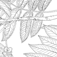  Pterocarya fraxinifolia